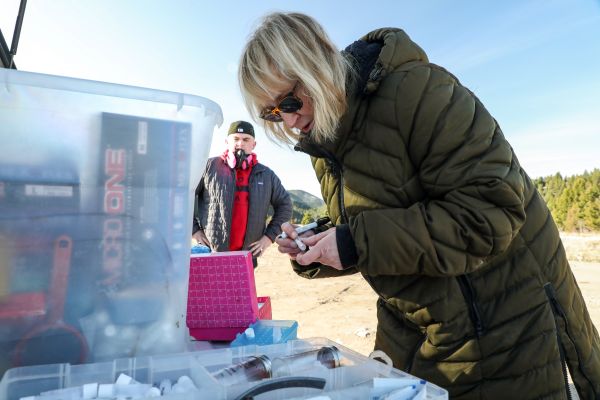 !Dr. Amy Kuenzi collects a blood sample from a mouse